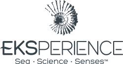 logo Eksperience